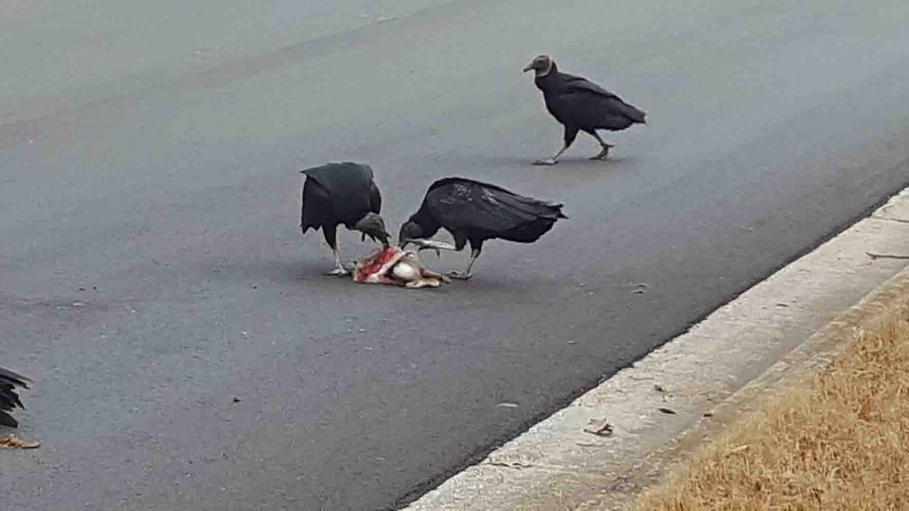 compressed image of crows eating a rabbit